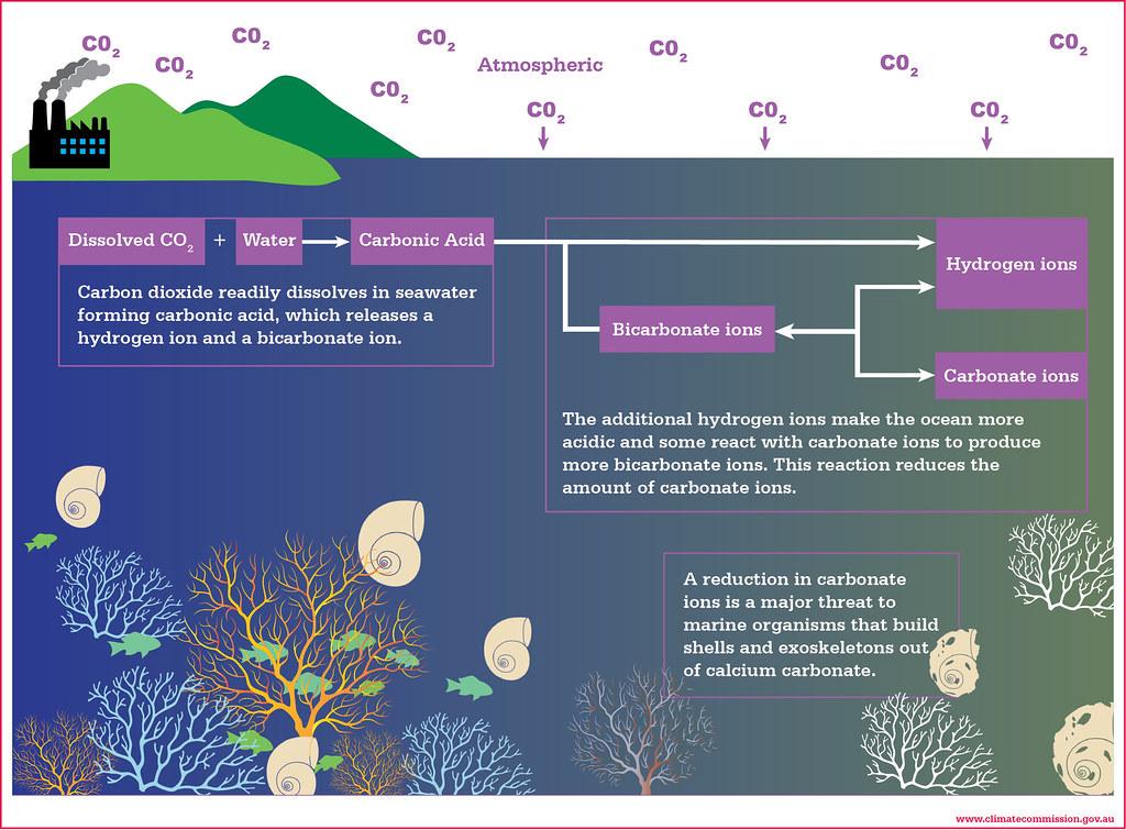 Påvirkningen av​ CO2-utslipp på‌ marine organismer
